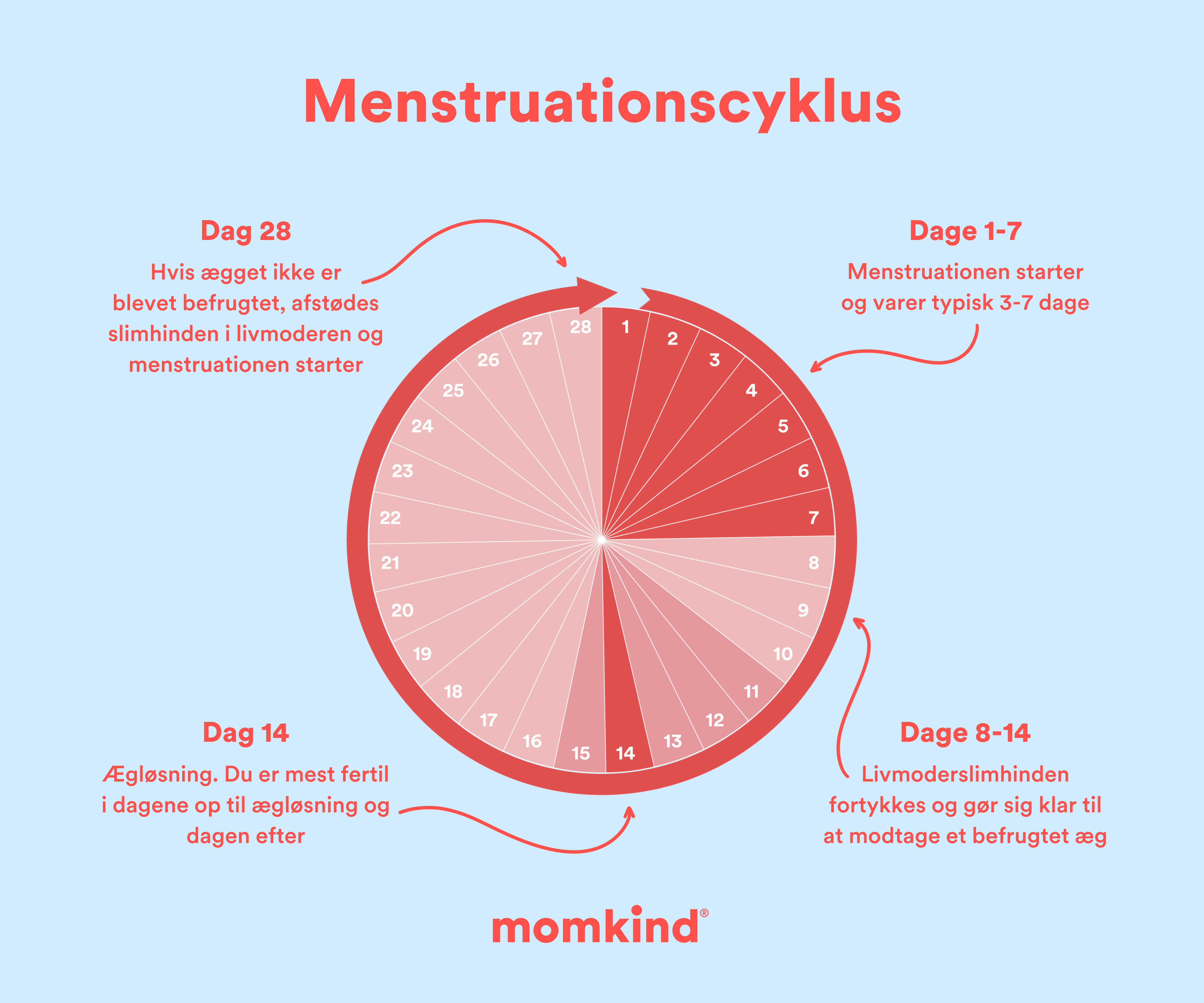 menstruationscyklus cirkel der viser oversigt over cyklus