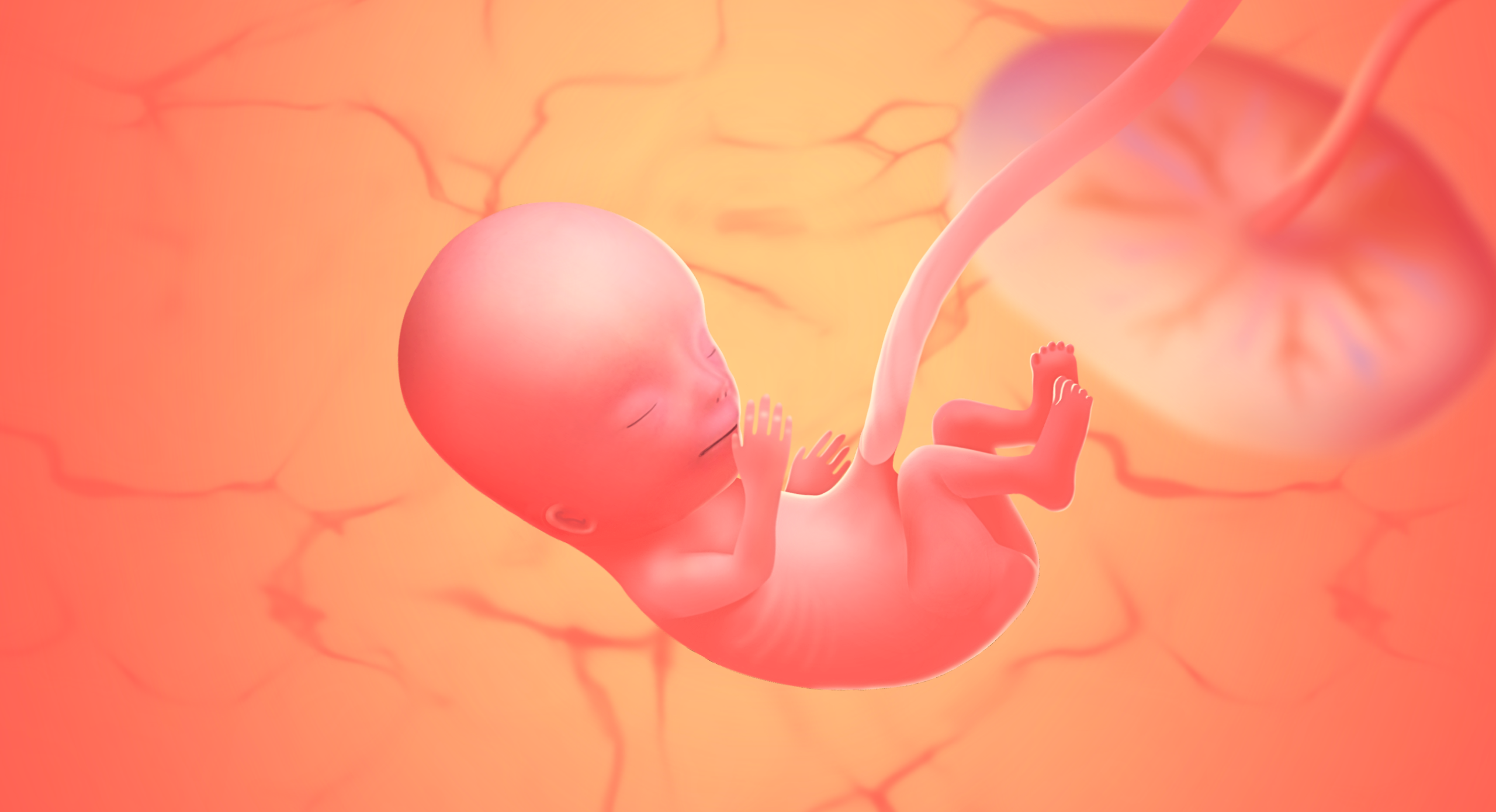 gravid uge 13