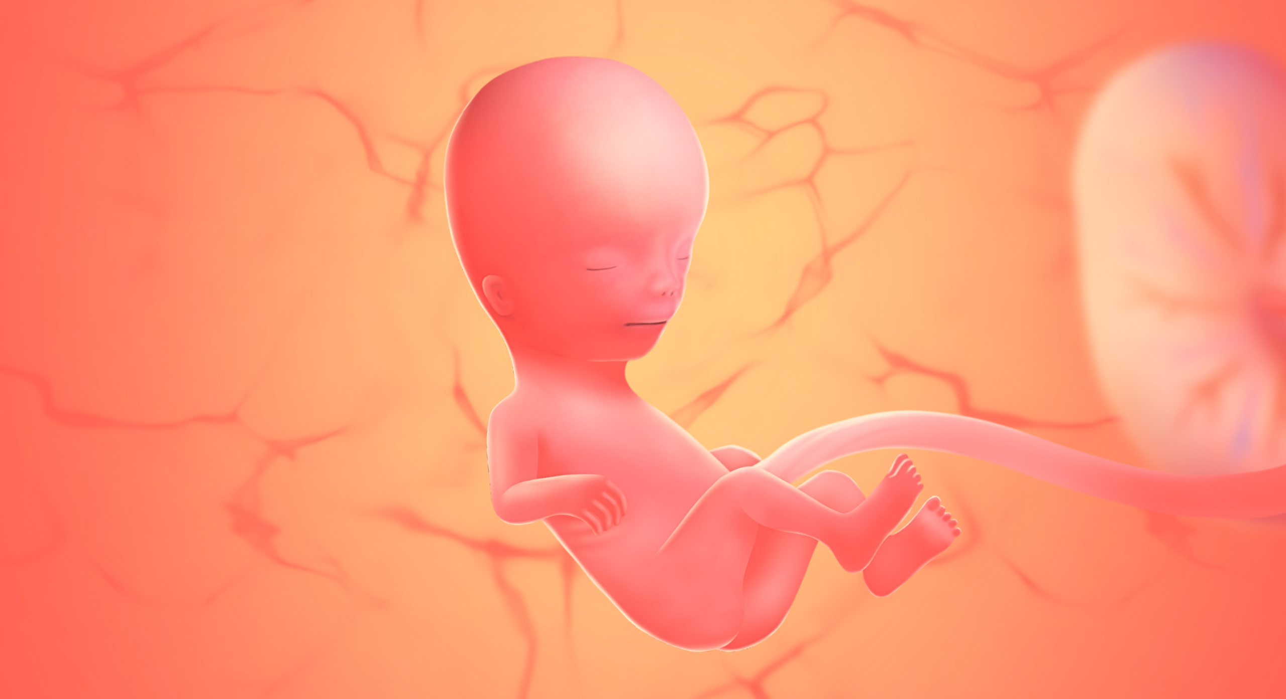 gravid uge 14