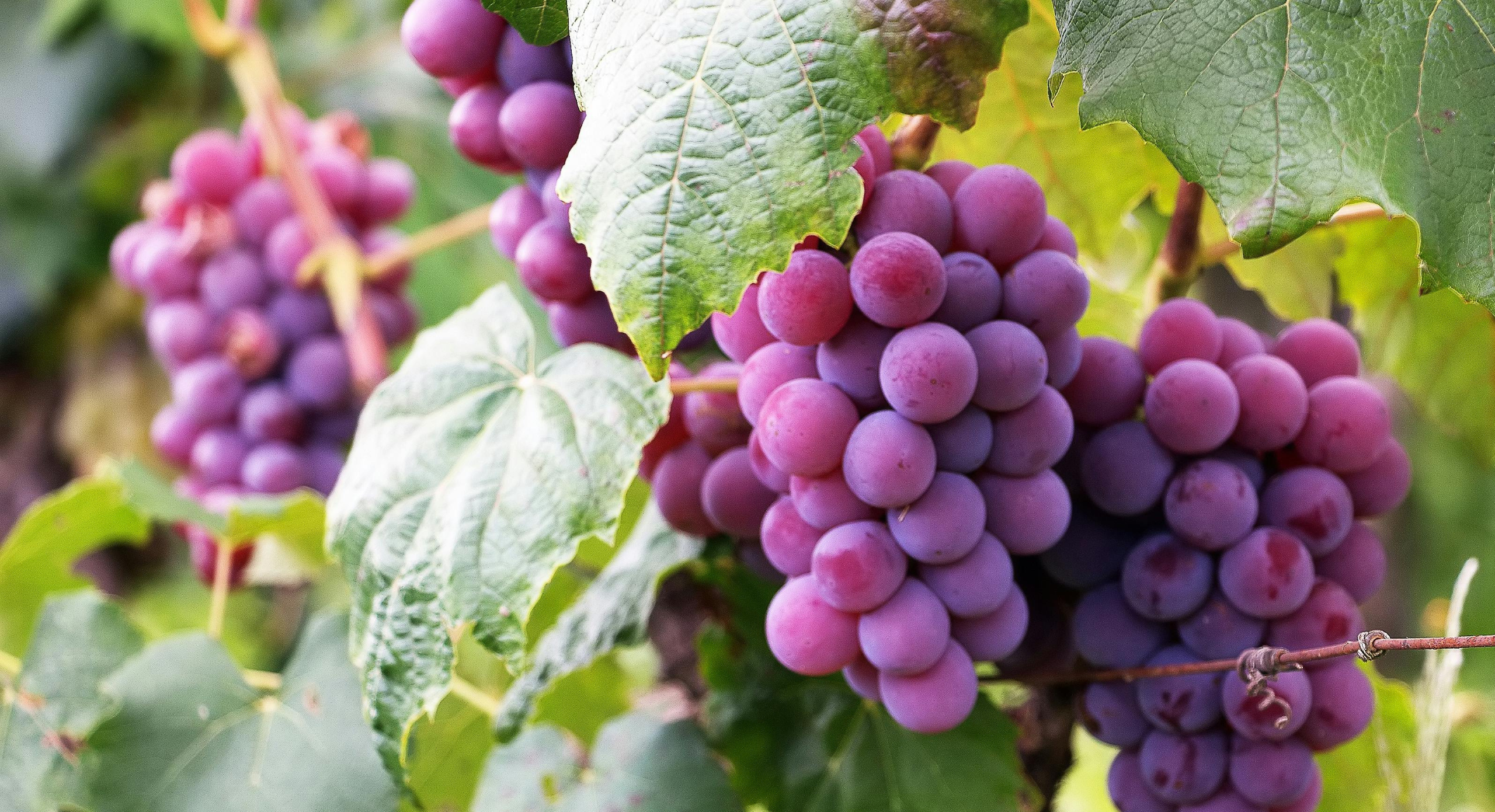 hæmorider efter graviditet og fødsel vindruer med blade