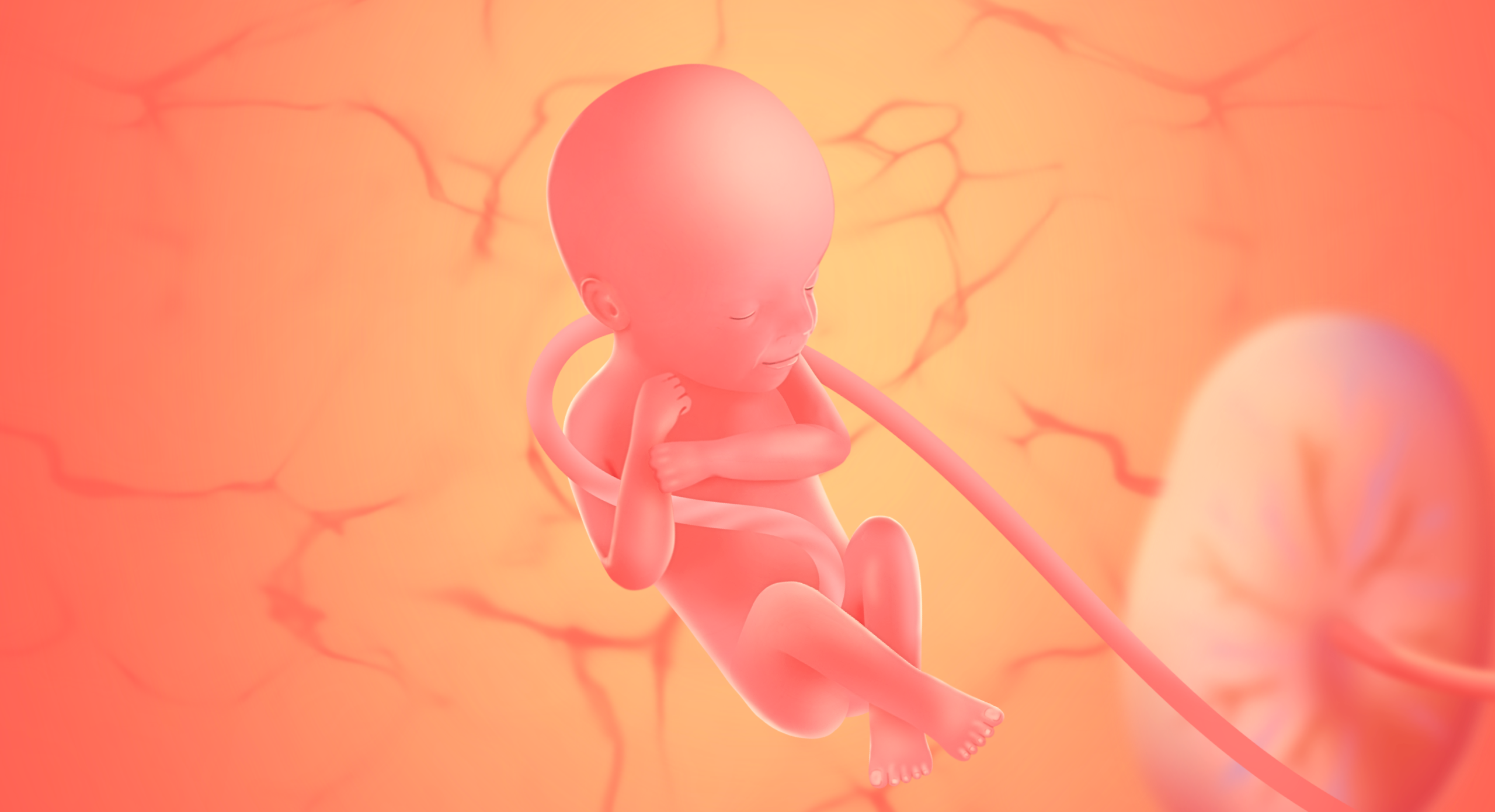 Gravid uge 24 (23+0 - 23+6)