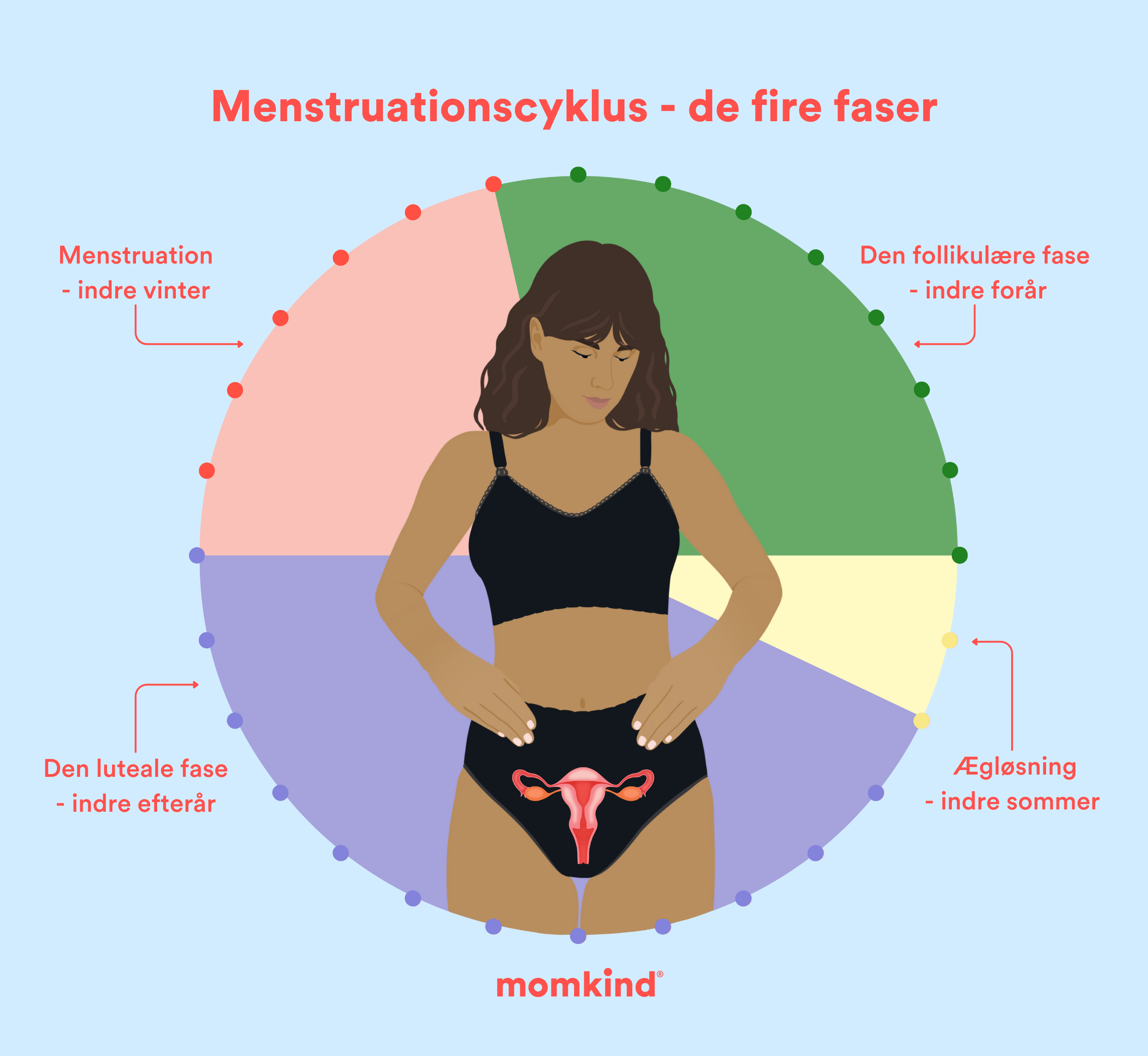 faser cyklus oversigt over de forskellige faser med kvinde i midten