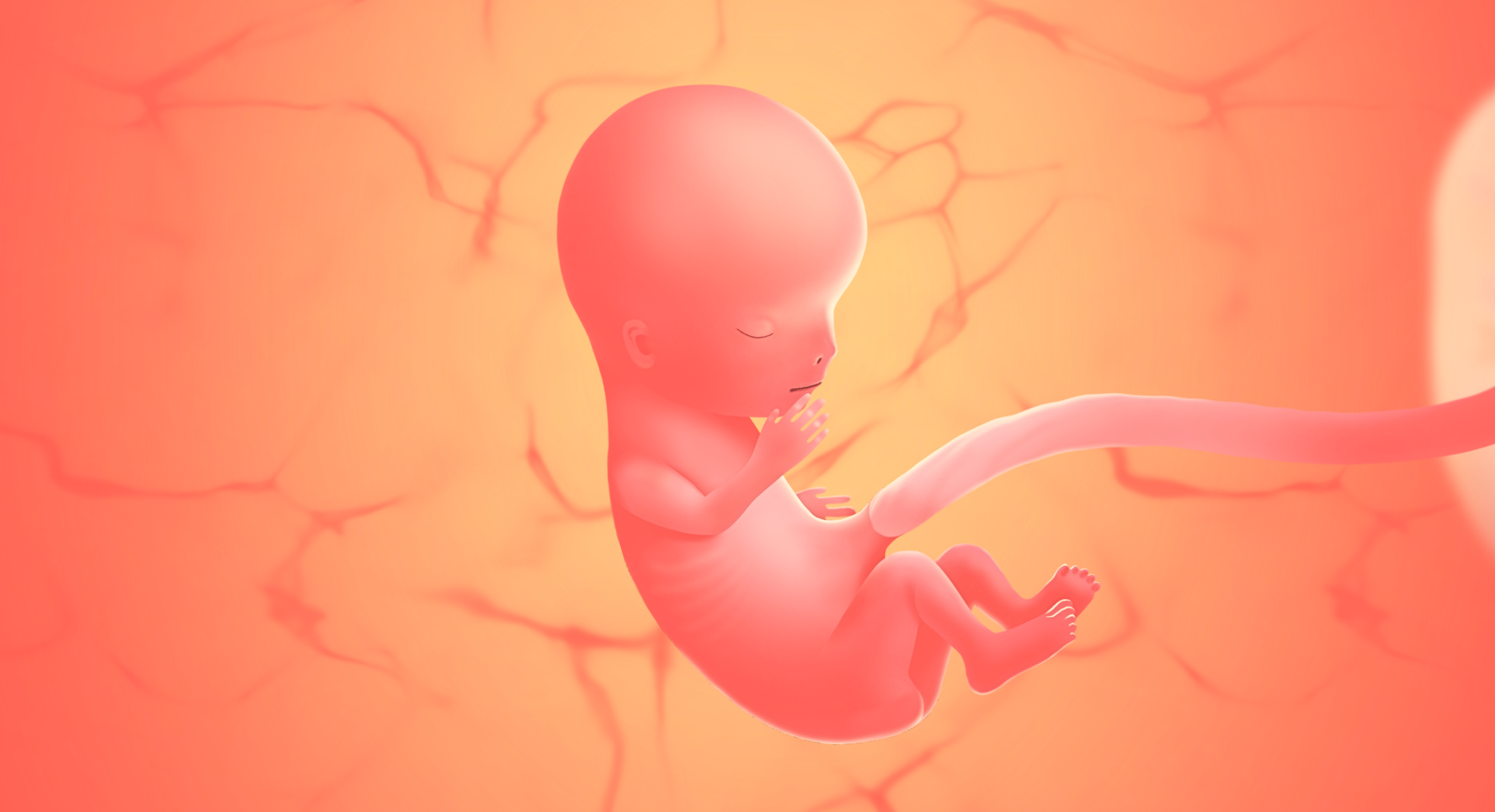 gravid uge 12