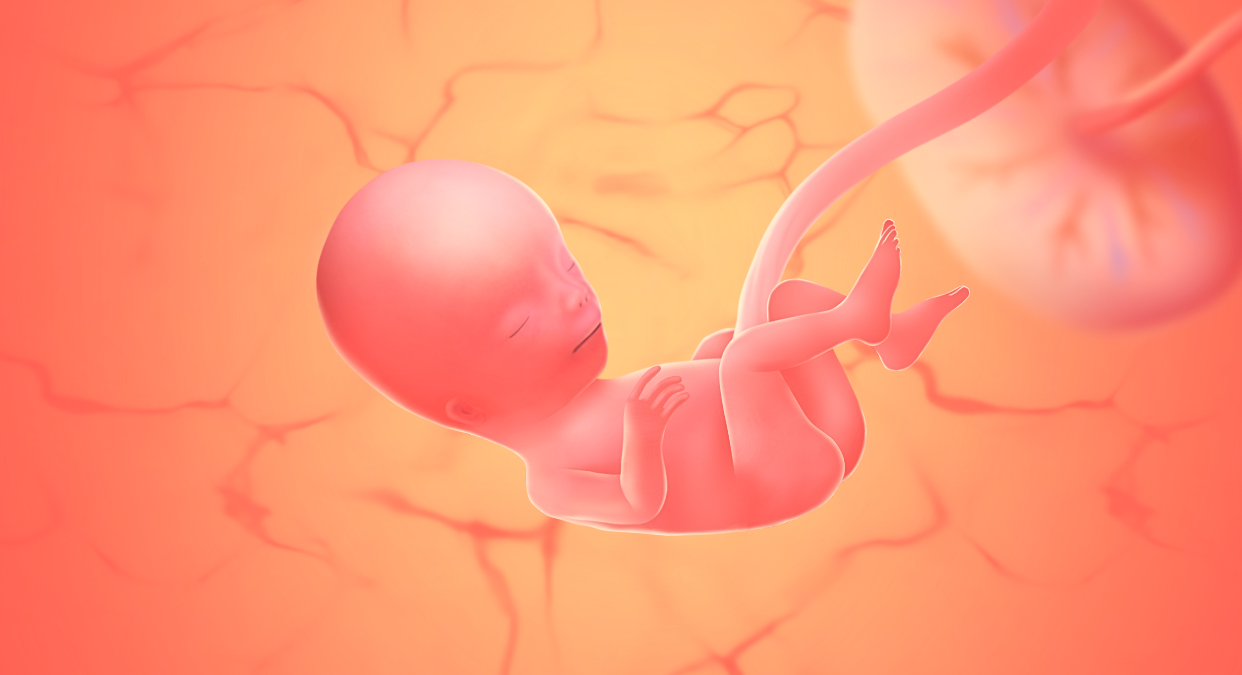 gravid uge 15