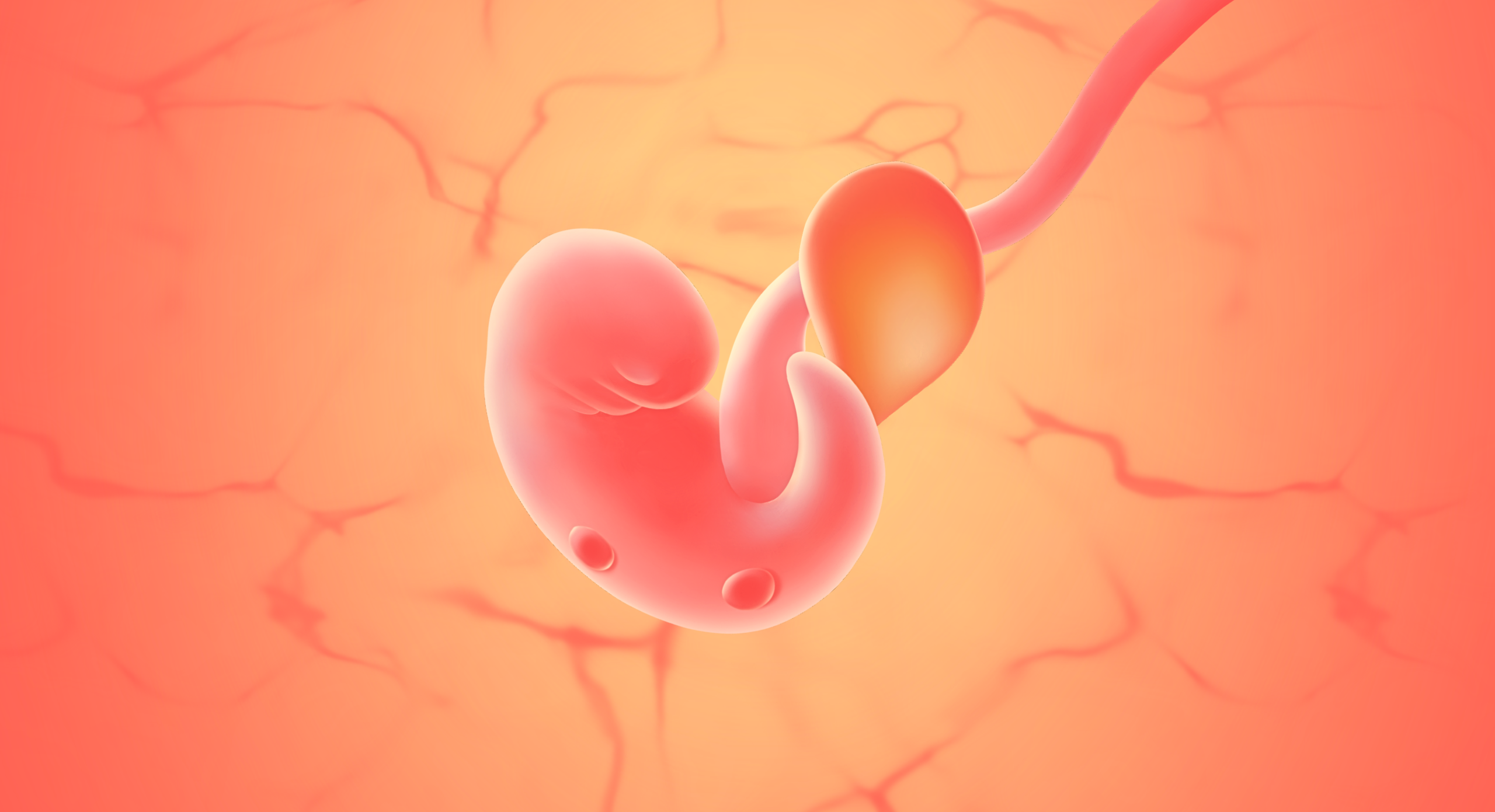 gravid uge 6