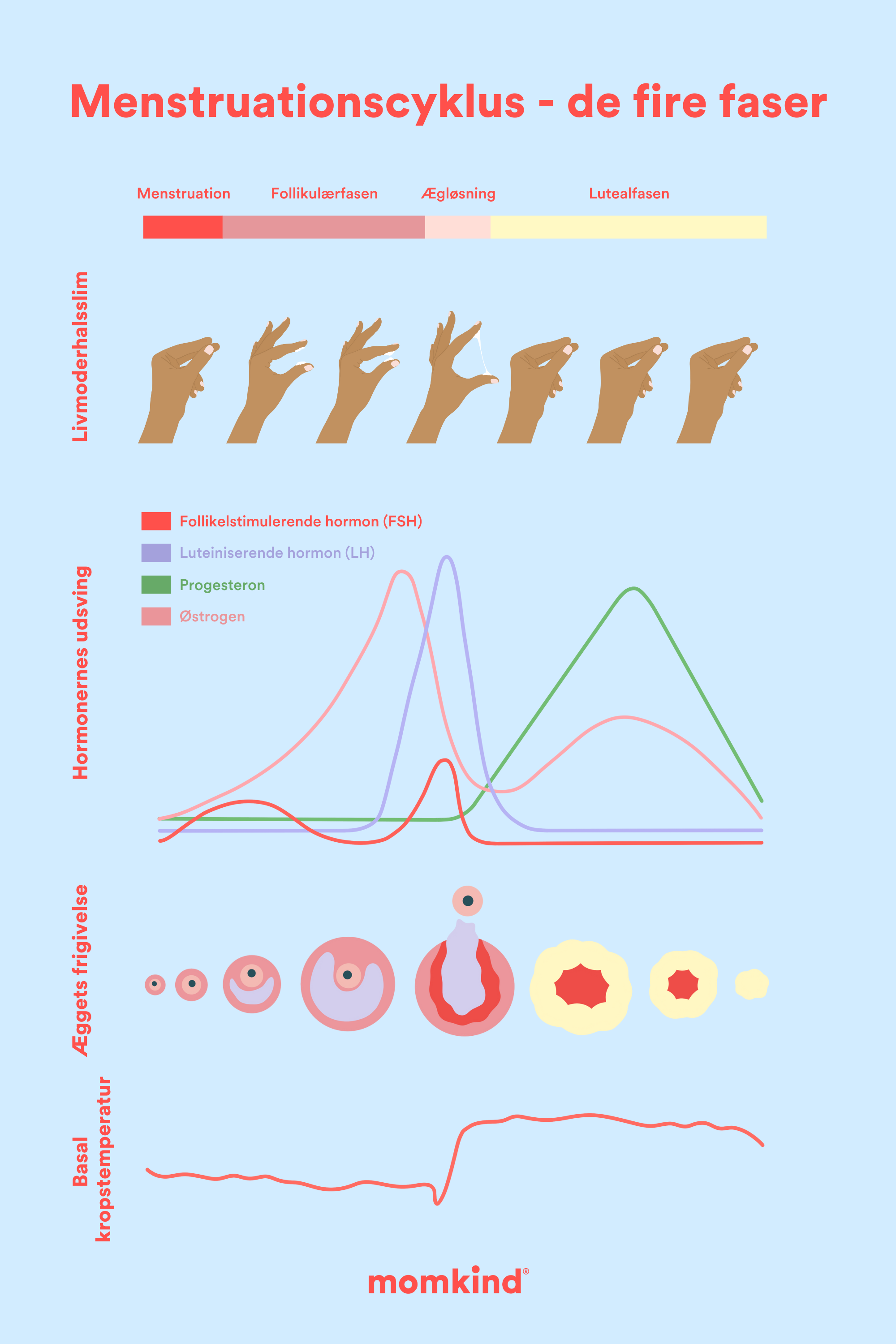 menstruation ægløsning follikulærfase lutealfase oversigt